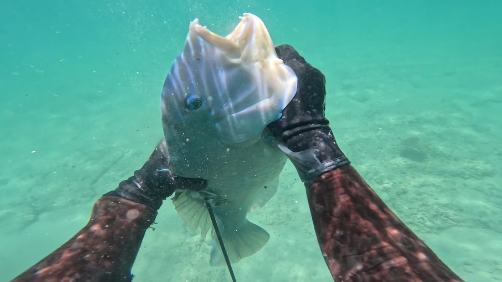 Tinny Fishing Mission – Spearfishing for Dinner